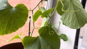 У дыни только мужские цветки!