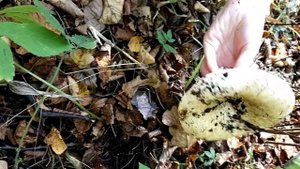 1000087528.mp4 нашли всего два гриба.