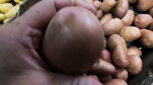🥔 Можно ли мыть картошку перед хранением 🍠 Хранение