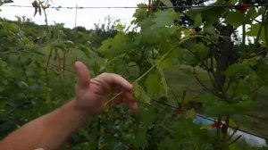 Стимуляция, подкормка и удобрение винограда по листу.