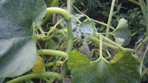 Полив тыквы "Улыбка"