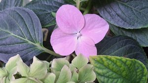 09-09-2025.  Хочу засушить инжир / как мы живём в Крыму,Массандра/