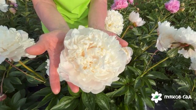 Gladys Hodson peony. Глэдис Ходсон пион. Пулков сад (2025 г.) смотреть онлайн