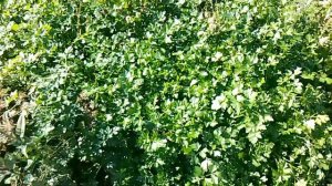 Во саду  ли в огороде бегала собачка