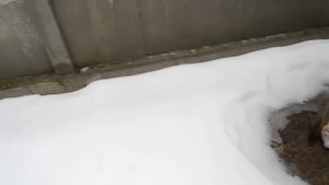 Как вырастить много белых грибов на своем участке - са?