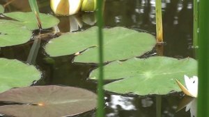 Водяная лилия