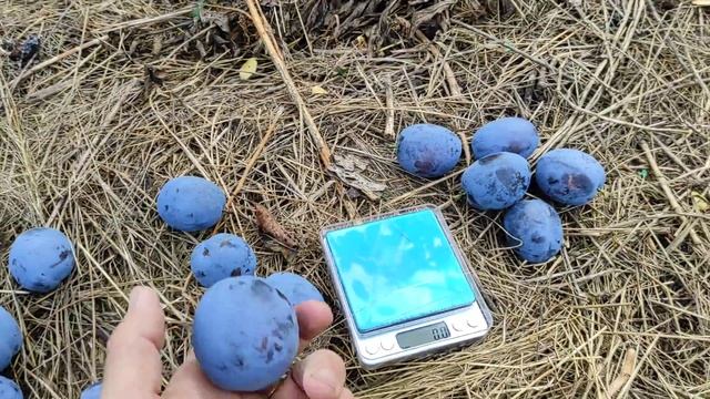 Слива "Президент" смотреть онлайн