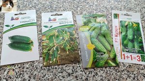 Лучшие самоопыляемые сорта огурцов для открытого гру?