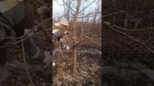 Обрезка яблони стройное веретено