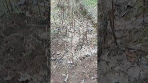 Какой сорт топинамбура самый сладкий?