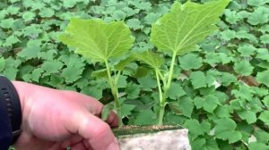 Влажность в теплице. Выращивание огурца. Гидропоника.