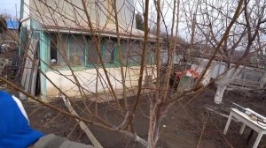 Как ФОРМИРОВАТЬ ПЕРСИК ЧАШЕЙ