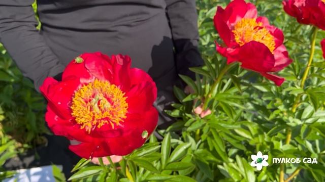 Пион Червони Витрила. Пулков сад (2025 г.) смотреть онлайн