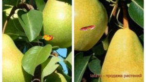 Груша плодовая Память Жегалова-Детская 🌿 обзор: как с