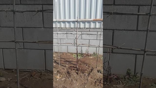 Формировка ПАЛЬМЕТТА АНГЛИЙСКАЯ /// Декоративная гори? смотреть онлайн