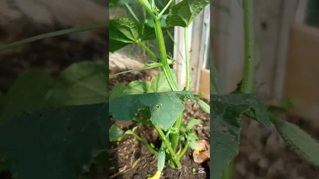 Сразу Пойдут в Рост - Подкормка для ОГУРЦОВ #огурцы #ог? смотреть онлайн