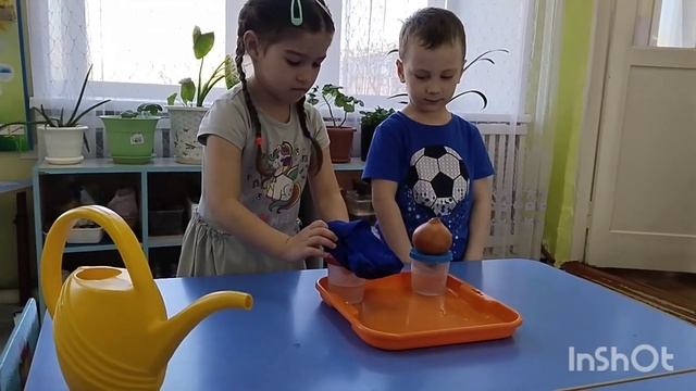 Эксперимент "Влияние света на рост лука" смотреть онлайн