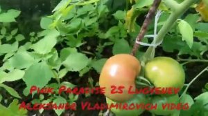 Помидоры Пинк Парадайз 25 созрели
