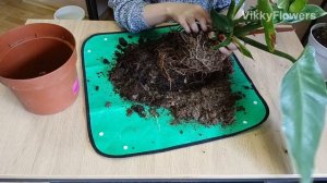 Филодендрон Грин Конго за копейки! Стоило ли брать?