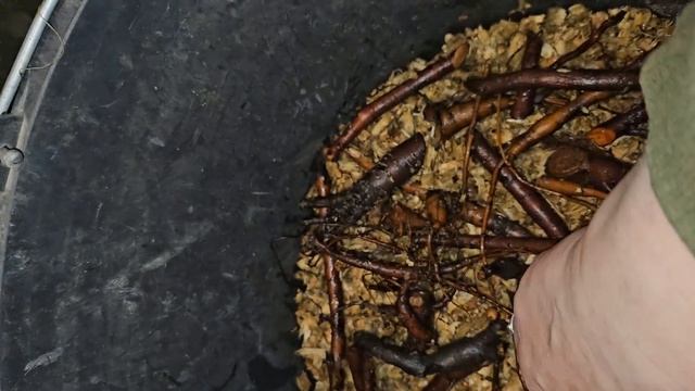 Слепые корни пионов! Есть ли толк в них? Проращивание, ? смотреть онлайн