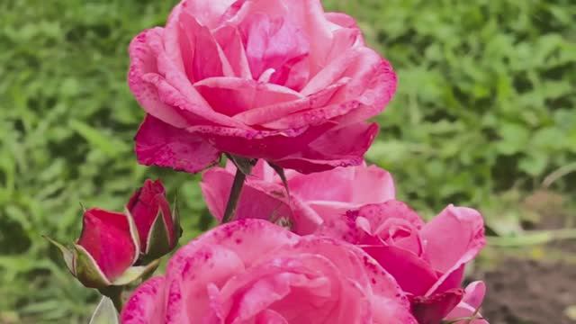 Цветы под классику: неоконченная история...