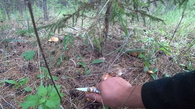 ИЗ ГОРОДА В ДЕРЕВНЮ! СОБИРАТЬ ГРИБЫ И ПОПУТНЫЙ МЕТАЛО ? смотреть онлайн