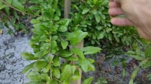 Выращивание граната Голюша в открытом грунте ,вариант