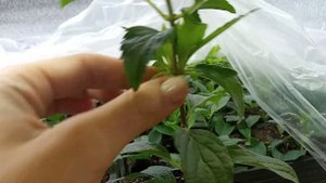 Саженцы метельчатой гортензии этого года черенковани