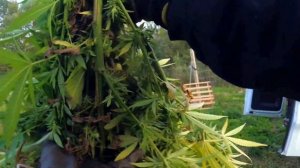Рубим кусты марихуаны!