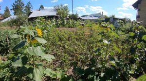 Урожай ранней красной картошки / Свой дом в деревне