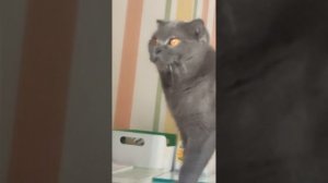 асмр обзор на питомцев и игрушки!! приятный асмр в конце видео приятные звуки