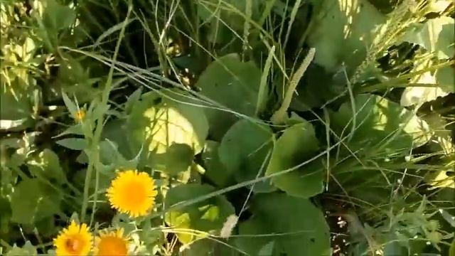 Девясил  каспийский цветет на берегу реки Волга в Волг
