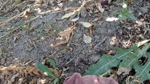 Нектарин Донат