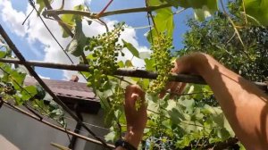 Формировка винограда Лидия (Изабелла Розовая) — прямо