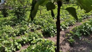 Прививка плодовых деревьев в расщеп.