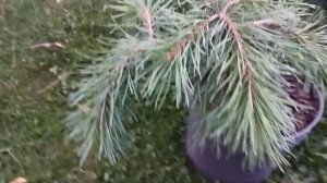 Хвойные новинки