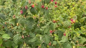 Малина ремонтантная 18-6-14