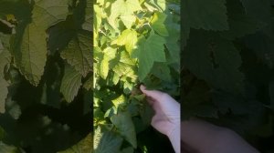 Совместимы ли кальций, калий, магний.#огород #удобрени?