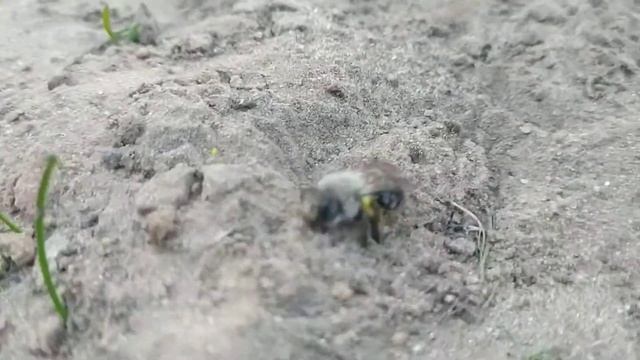 Крутой мохнатый шмель роет землю смотреть онлайн