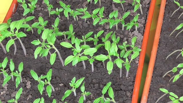 Что нужно знать о пикировке томатов. Какие основные ош смотреть онлайн