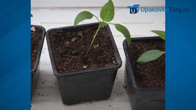 Выбрать правильную упаковку для рассады за 5 минут! смотреть онлайн