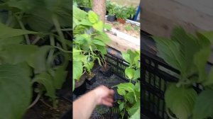 Продажа гортензий. Обзор сортов крупнолистных, метель