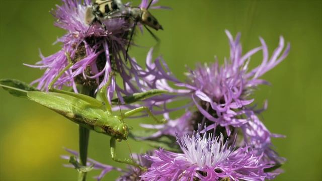 Трейлер фильма "4 сезона Приокского леса" смотреть онлайн