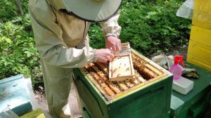 Вывод маток. Джентерский сот. День второй.