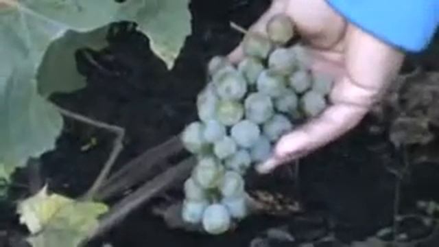 Виноград «Сеянец Злобина». Питомник Садоград смотреть онлайн