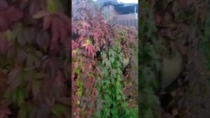 Девичий виноград спустя три года после посадки черенк