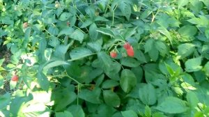 Малина Кванза летнее плодоношение