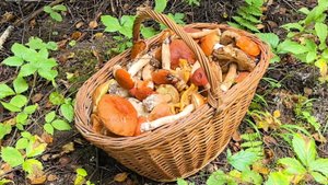 Две полных корзины   за два часа !