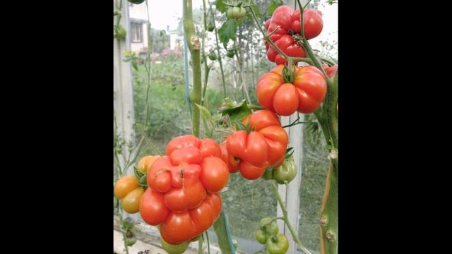 Самый лучший томат в мире 2023 г.!Высокоурожайный и слад? смотреть онлайн