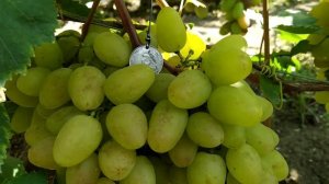 Памяти Шмелёва виноград раннего срока созревания, уро